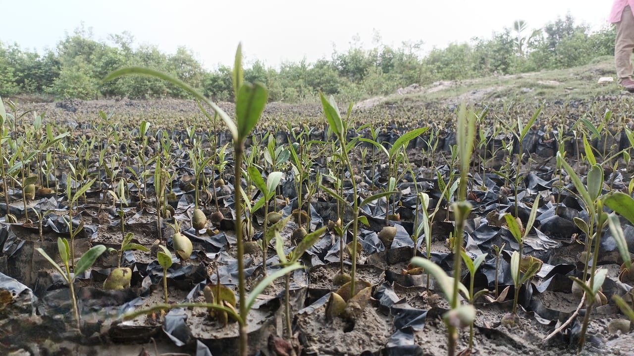 Mangrove Forests in Sundarbans