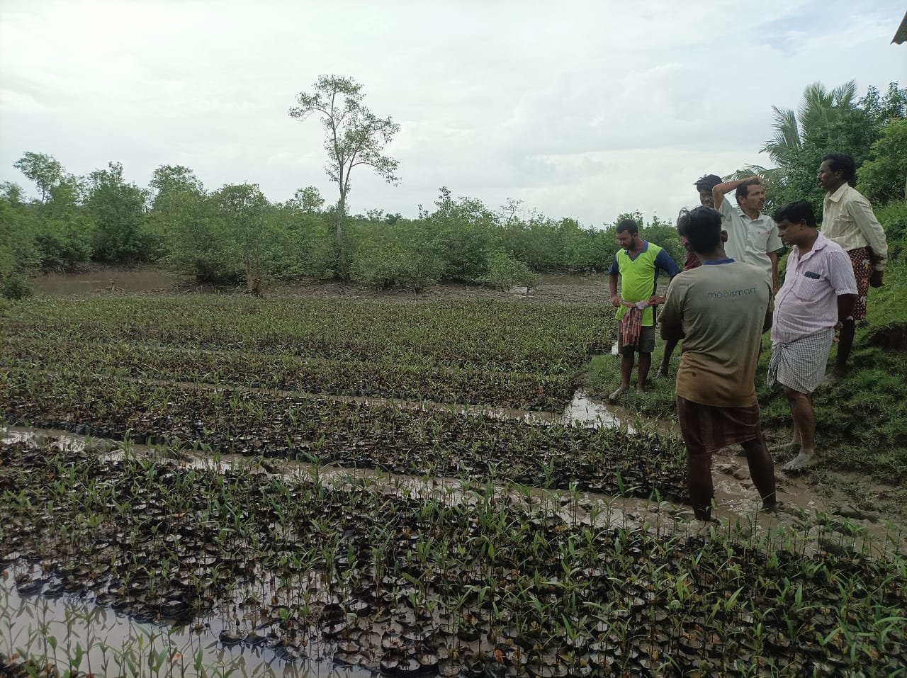 Mangrove Saplings